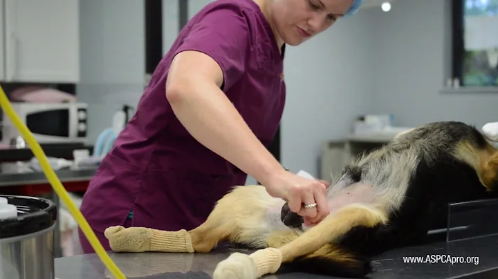 Spay/Neuter Patient Care: Patient Prep - Canine - DayDayNews