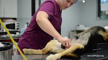 Do they take dogs balls off when they neuter them?