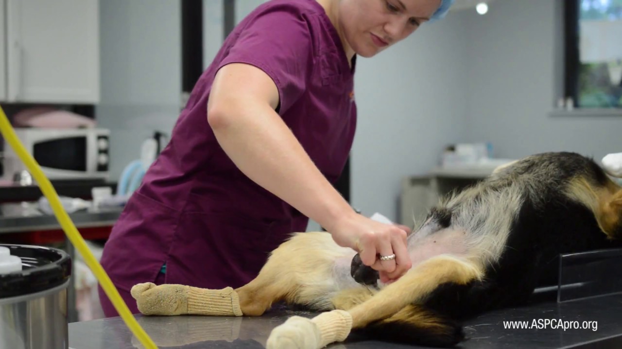 how long is a spay surgery for female dog