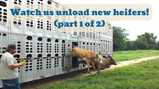 The US Cattle Herd Is at a 57-Year Low. So We Bought 72 Heifers. (Part 1 of 2)