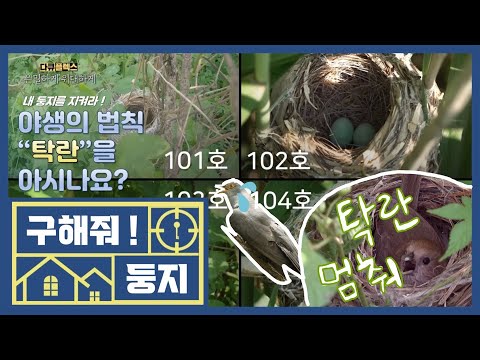 [엠씽크ON] 구해줘! 둥지, 야생의 법칙 &amp;#39;탁란&amp;#39;을 아시나요?