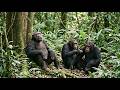 Amazing inside of Minds about Chimpanzees - The smart and the unique personalities #educational