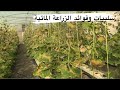 سلبيات وفوائد الزراعة المائية كارثة جديدة حلت علي 