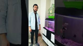 Sultan Papağanı Ele Alıştırma Ve Kafes Düzeni