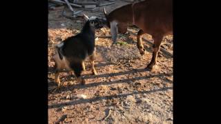 Daddy teaching baby to head butt hobby farm love