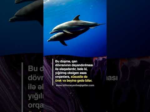 Video: Şüşə burunlu delfinlər harada yaşayır?