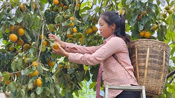 Harvesting pickled persimmons to sell at the market - gardening | Ma Thi Di