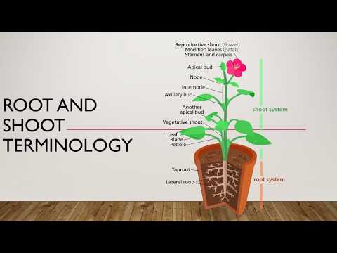 Basic Botany Video