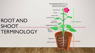 Basic Botany Video