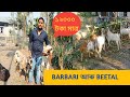 BEETAL GOAT FARM IN UDALGURI | GOAT FARM IN ASSAM | PURE PUNJAB GOAT IN ASSAM | ASSAM FARMER