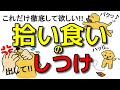 【犬 拾い食い】枯葉！石！吸い殻！散歩中何でもくわえる！拾い食いの種類としつけ方！新遠藤エマチャンネル【犬のしつけ＠横浜】