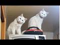Latest Funniest Cat Videos 🤣 Ultimate Cat Moments You Can't Miss 2026