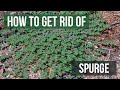 How to Get Rid of Spurge (4 Easy Steps)