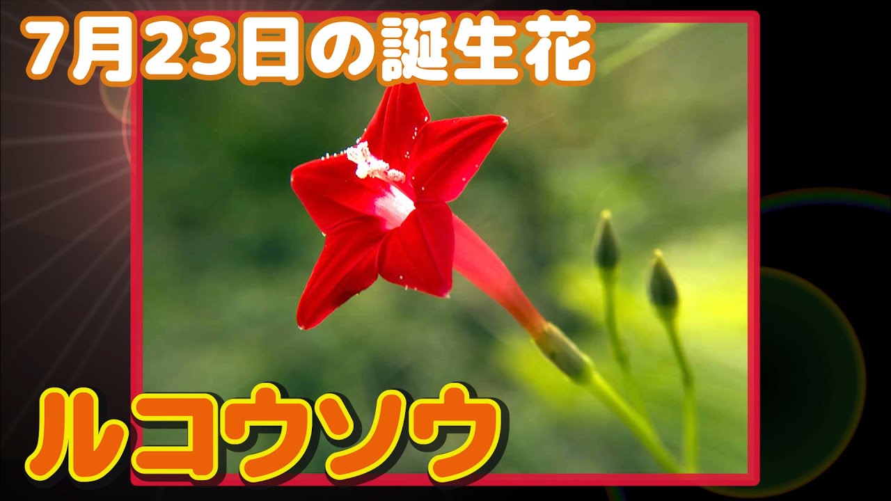 7月23日の誕生花 ルコウソウ どんな花 あなたに送る花言葉は Youtube