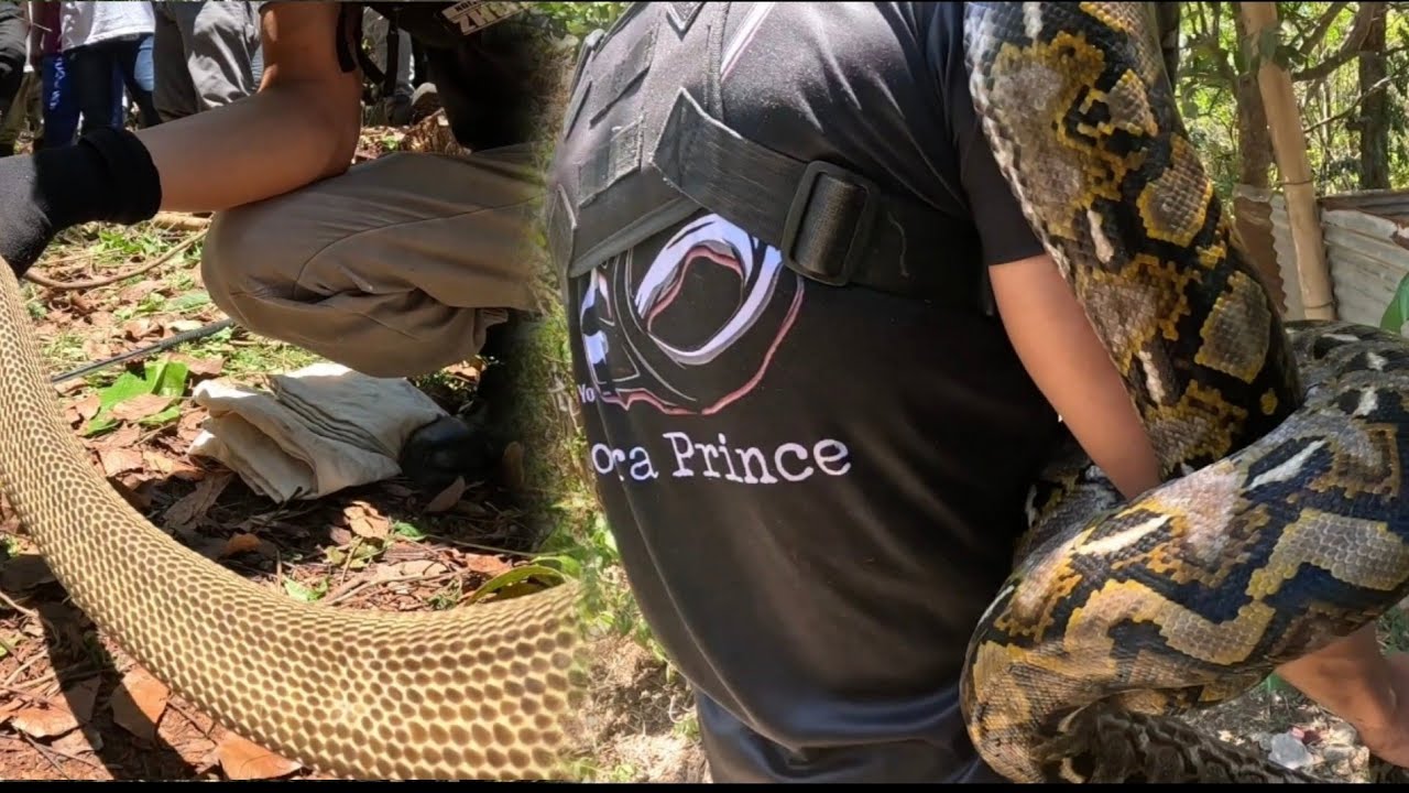 COBRA AT MALAKING SAWA SA BIÑAN LAGUNA