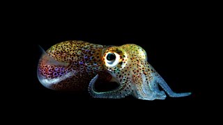 The Bobtail Squids Bioluminescent Cloak. Bruce Malone. Origins. Creation Evidence.