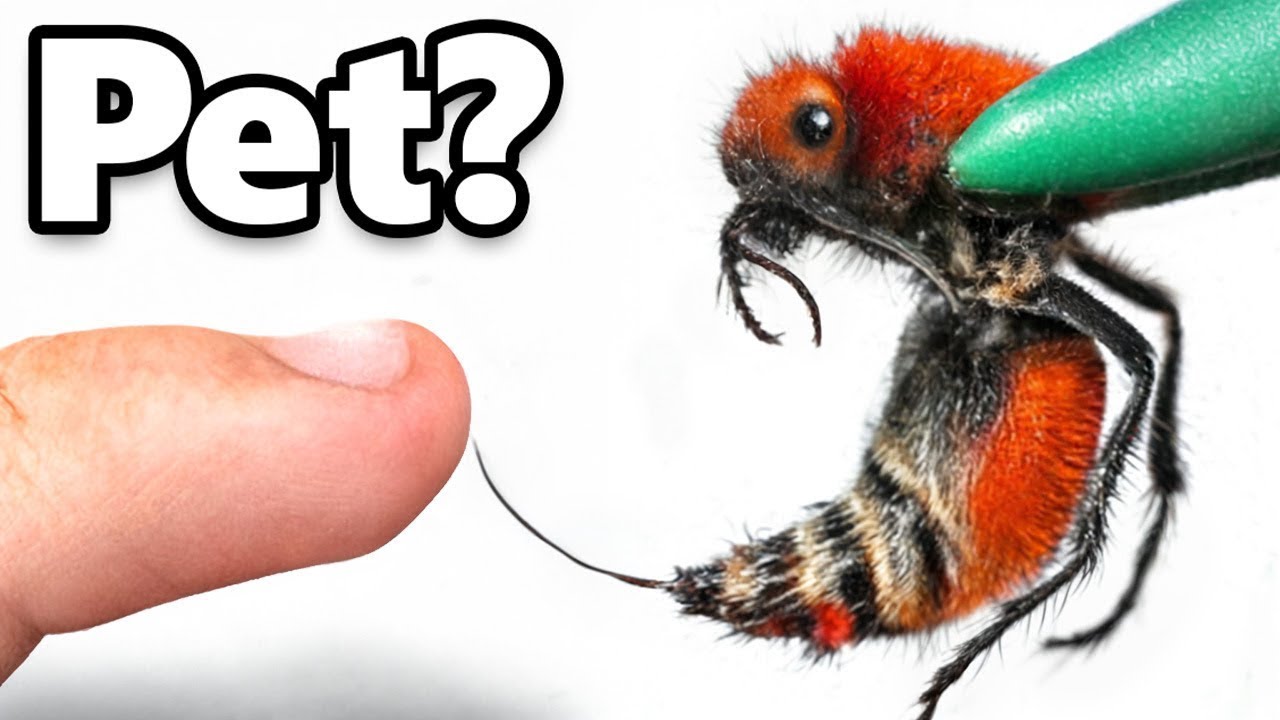 Maine Pet Cow Killer Liya (most painful sting)