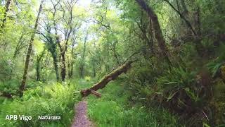 Galicia, o paraíso verde dos fentos / Galicia, el paraíso verde de los helechos. #Galicia