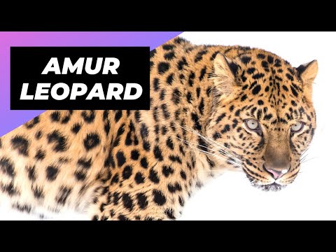 Video: Far Eastern cat (leopard cat): description, habitat, food