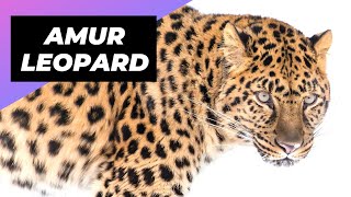 Amur Leopard 🐆 The Most Endangered Big Cat!