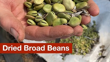 Het produceren van grote hoeveelheden gedroogde tuinbonenzaden