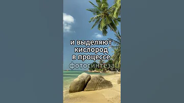 Деревья поглощают углекислый газ #shorts