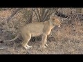 SouthAfricaDjChiTorAMsafariLIVE 28 Sep 2018 Nkuhuma pride and two young Mhangeni boys Part 2