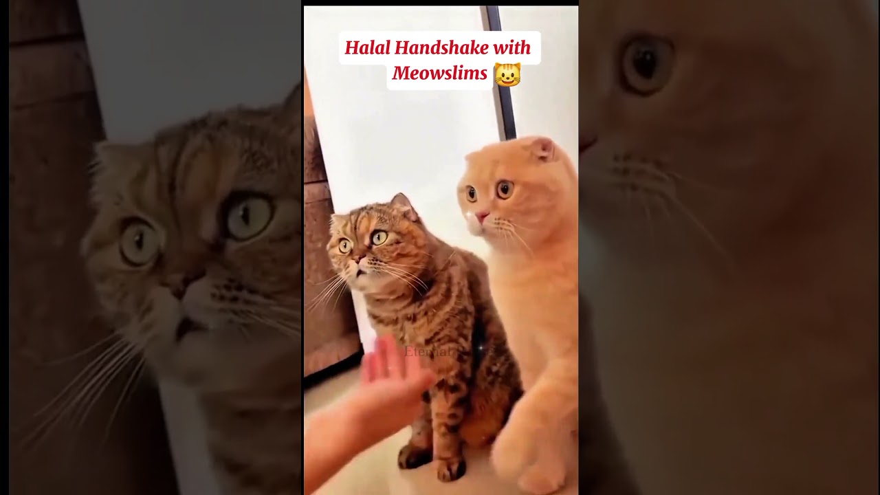 Halal Handshake with Meow 😊😺Funny  Cat  short  # Funny Viral Cat Video # Short# Video 😺😊