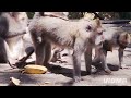 Monkey Forest 🐒Ubud vibes 🌿Run, Forrest Gump, run. #BaliUbudForestMonkey