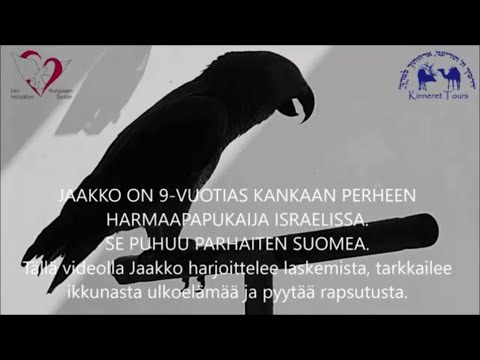 Video: Mikä Papukaija Puhuu Parhaiten