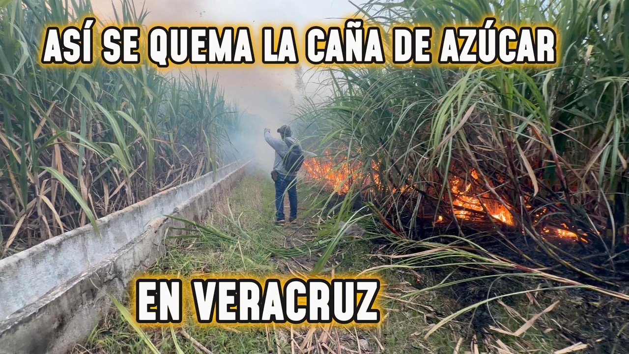ASÍ SE QUEMA LA CAÑA DE AZÚCAR EN VERACRUZ