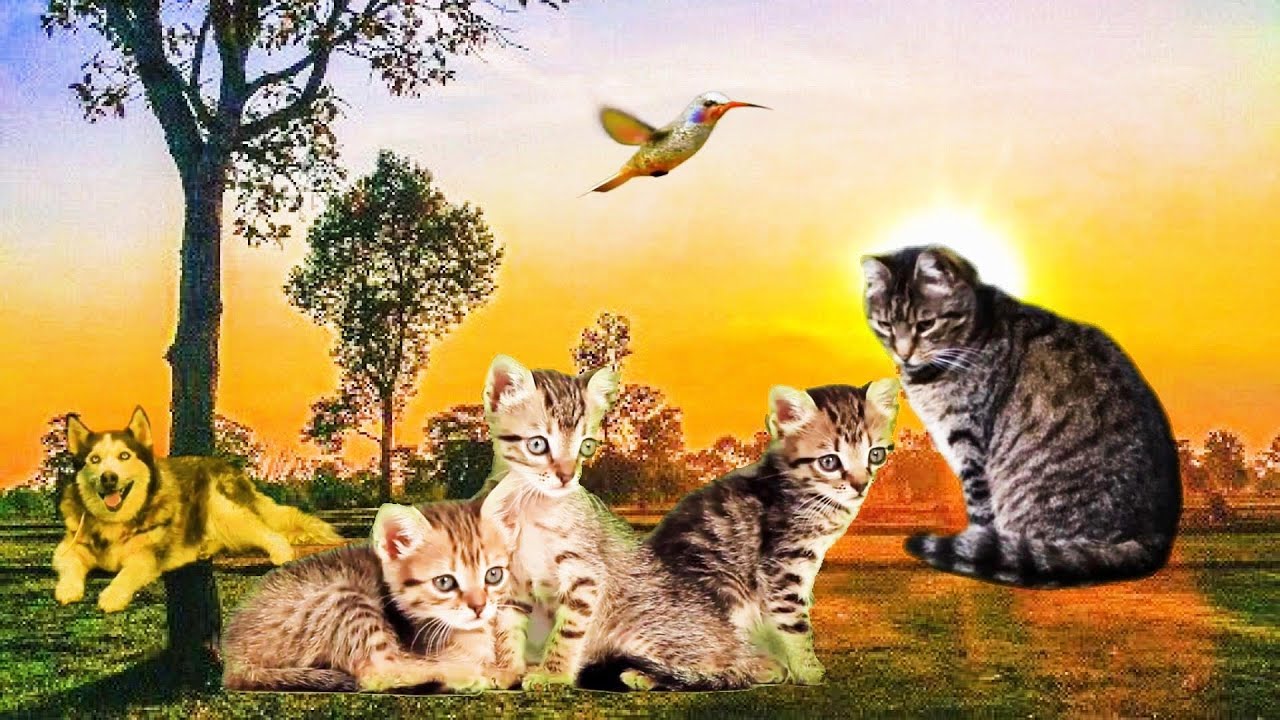 Achtergrondmuziek vrolijk voor filmpjes Vrolijke muziek instrumentaal