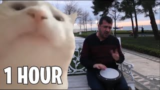 1 HOUR Cat Viving Levan Polka by Bilal Görengen meme 1H
