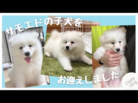 世界一可愛いサモエドの子犬をお迎え！(見学〜お迎え2日目🏠）