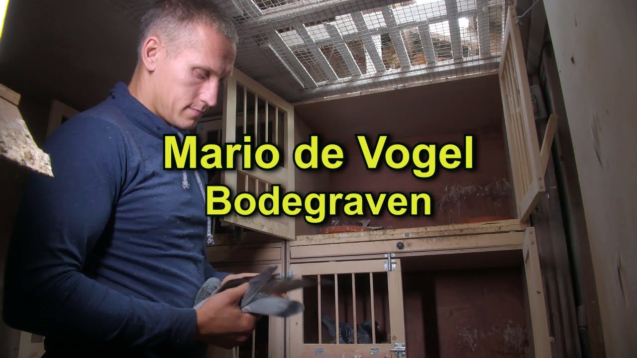 GOUDEN DUIF INT. ZWARE FOND 2020: Mario de Vogel