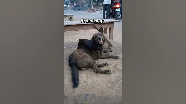 Video 11430691: cat pet adorable funny, cat funny pets dog, cat funny playful pets, cat cute dog