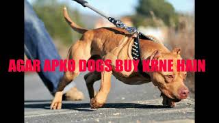 Pitbull,Pk bully puppies available.. Add comment to buy .female 8000 Male 12000 Pitbull,Pk bully puppies available.. Add comment to buy .female 8000 Male 12000