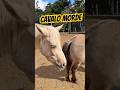 #cavalos #horses #sitio