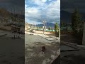 #dogs #dogshorts #dogvideos