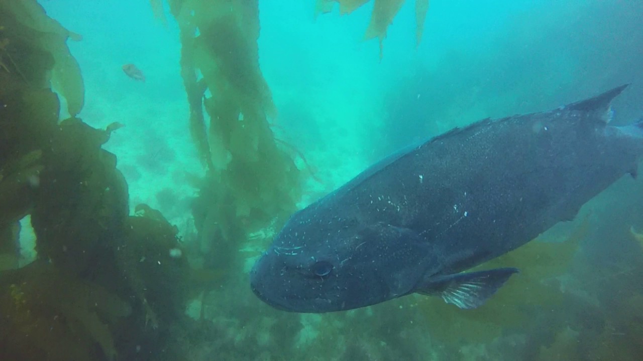 Super friendly Giant Sea Bass at Casino Point, Catalina, May 6, 2017