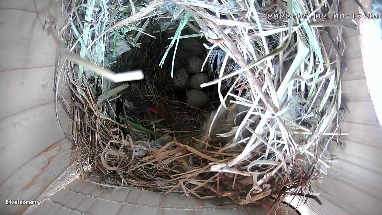 Pretty birdbox Live Stream