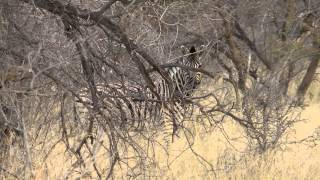 Namibia Bushman Hunt 2014 Part 2 Namibia Bushman Hunt 2014 Part 2