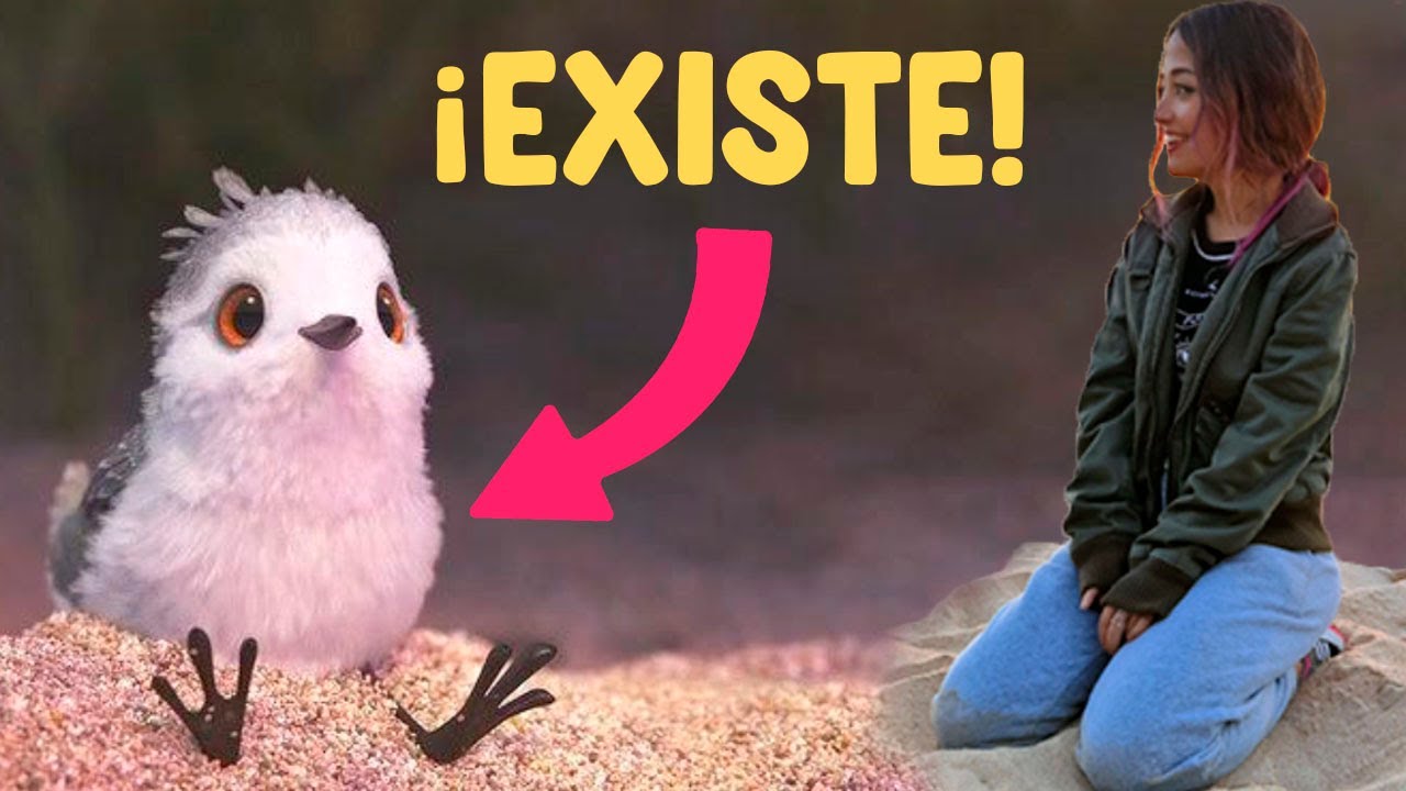 Conoces A Esta Ave Piper Secci n pajaritos De La Playa YouTube conoces-a-esta-ave-piper-secci-n-pajaritos-de-la-playa-youtube