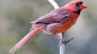 Song Bird Photography Tutorial-How to Photograph Birds