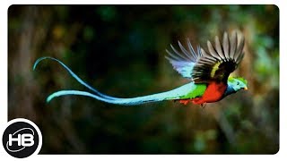 10 Птиц с Самыми Длинными Хвостами 10 Птиц с Самыми Длинными Хвостами
