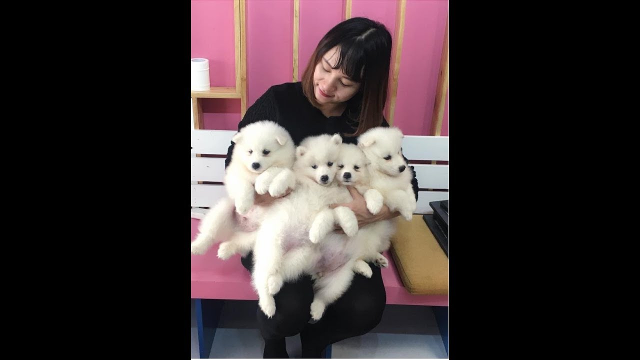 puppy paradise Bé Samoyed đánh đá phản ứng khi bị trêu ghẹo siêu cute | Mật Pet Family
