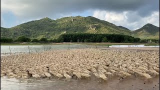 Organic Duck Cleaning, Cooking and Eating in Vietnam - Vietnam street food