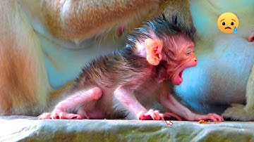 Poor baby monkey looks exhausted from hunger, maybe his mom doesn