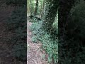 Climbing Up The Steep Woodland Pathway.