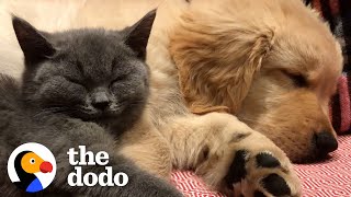 Download Lagu Cat And Dog Have Been Inseparable Since Day One | The Dodo MP3